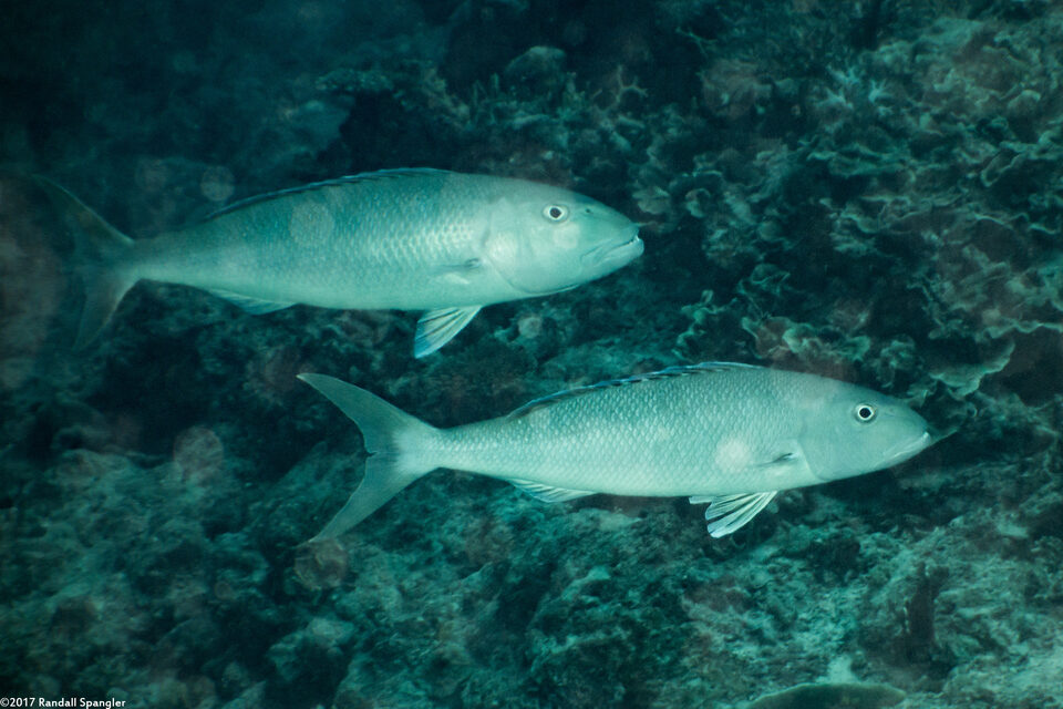 Aprion virescens (Green Jobfish)