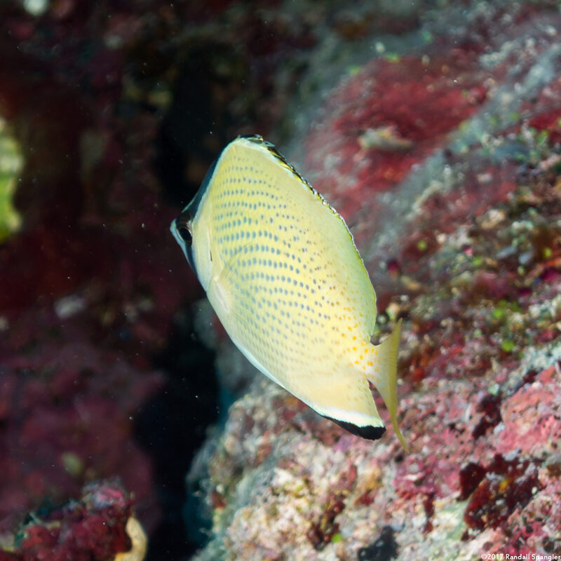 Chaetodon citrinellus (Speckled Butterflyfish)