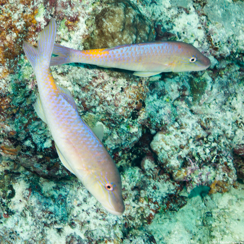 Parupeneus cyclostomus (Goldsaddle Goatfish)