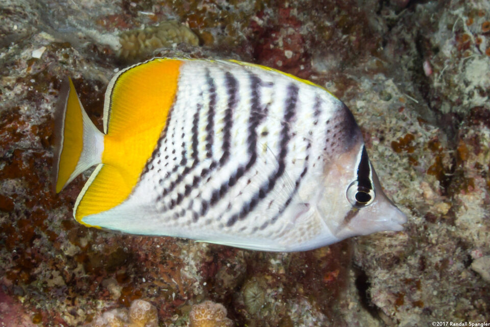 Chaetodon mertensii (Atoll Butterflyfish)