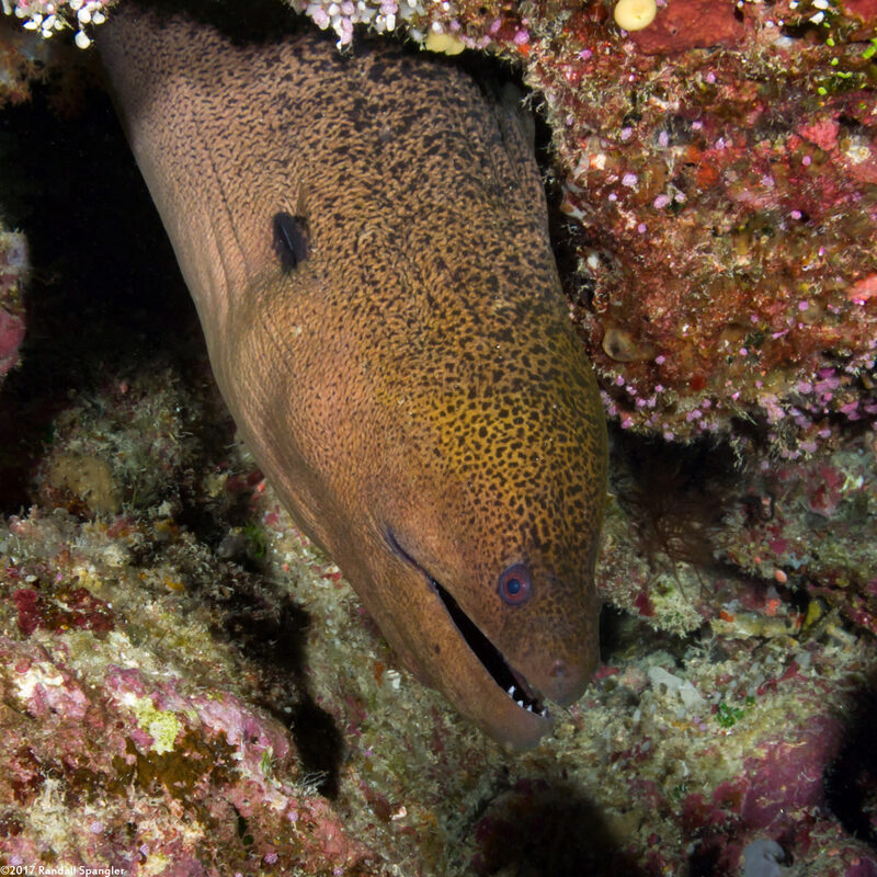 Gymnothorax javanicus (Giant Moray)