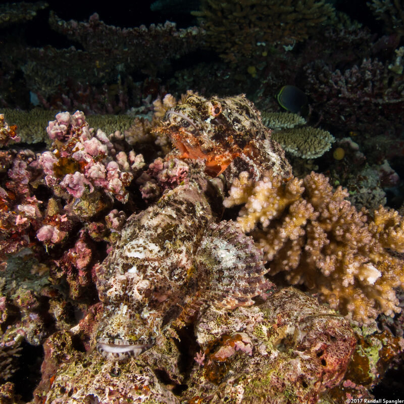 Scorpaenopsis papuensis (Papuan Scorpionfish)