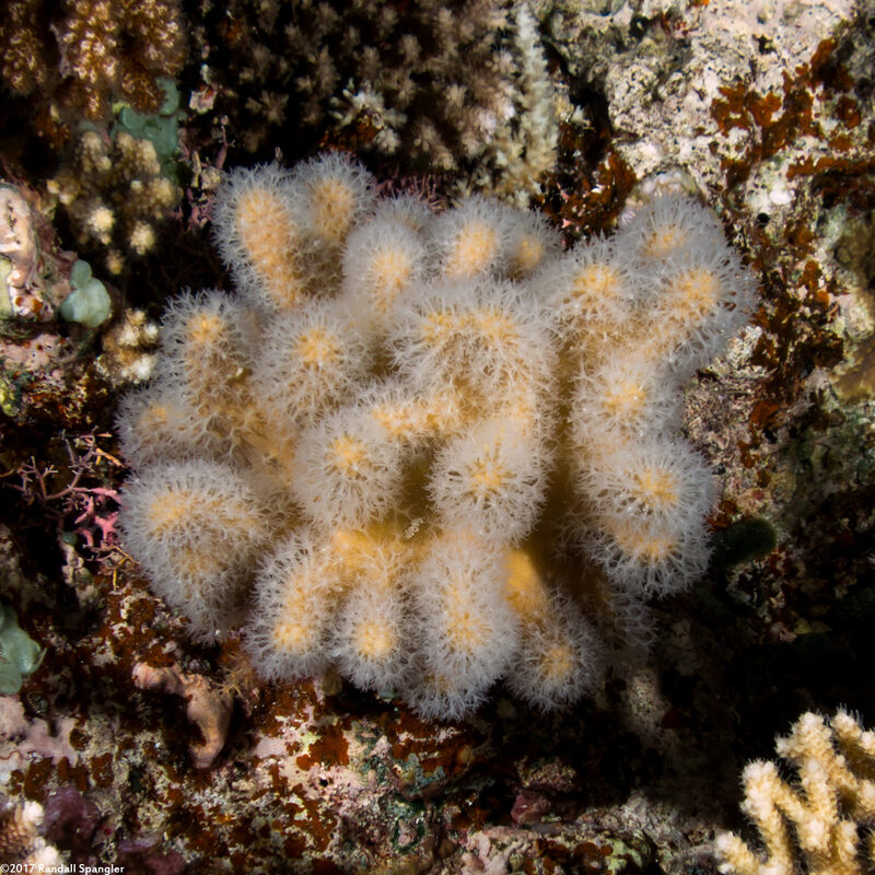 Sinularia sp.1 (Leather Coral)
