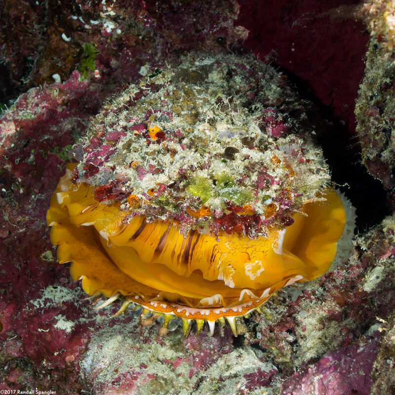 Spondylus varius (Variable Thorny Oyster)