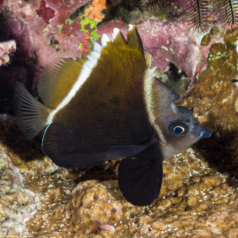 Heniochus varius (Humphead Bannerfish)