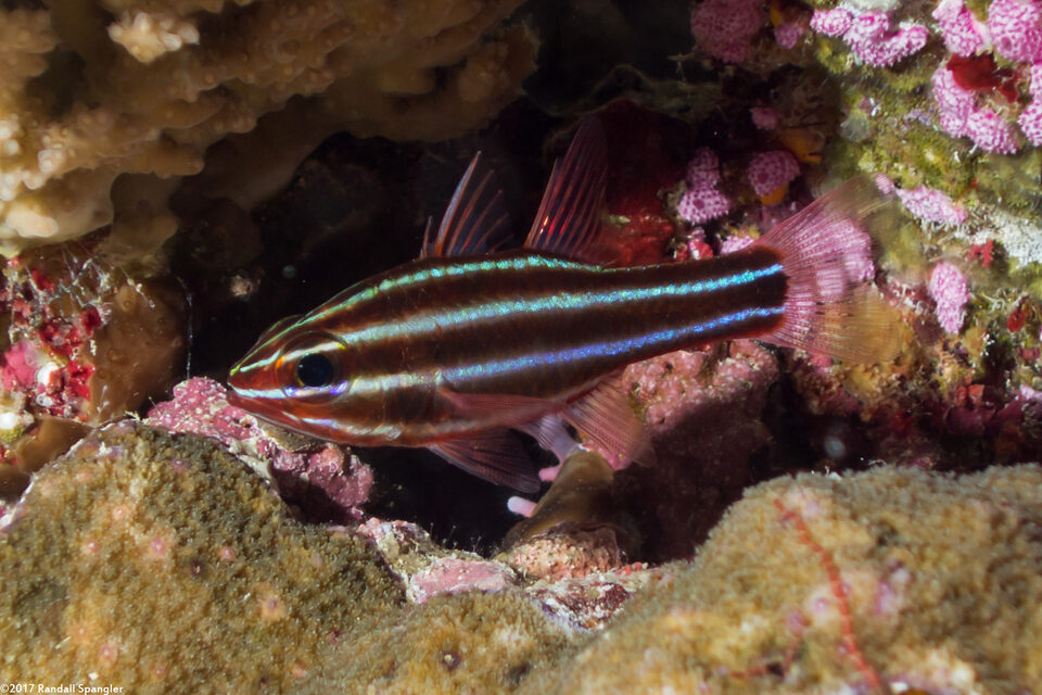 Ostorhinchus nigrofasciatus (Blackstripe Cardinalfish)