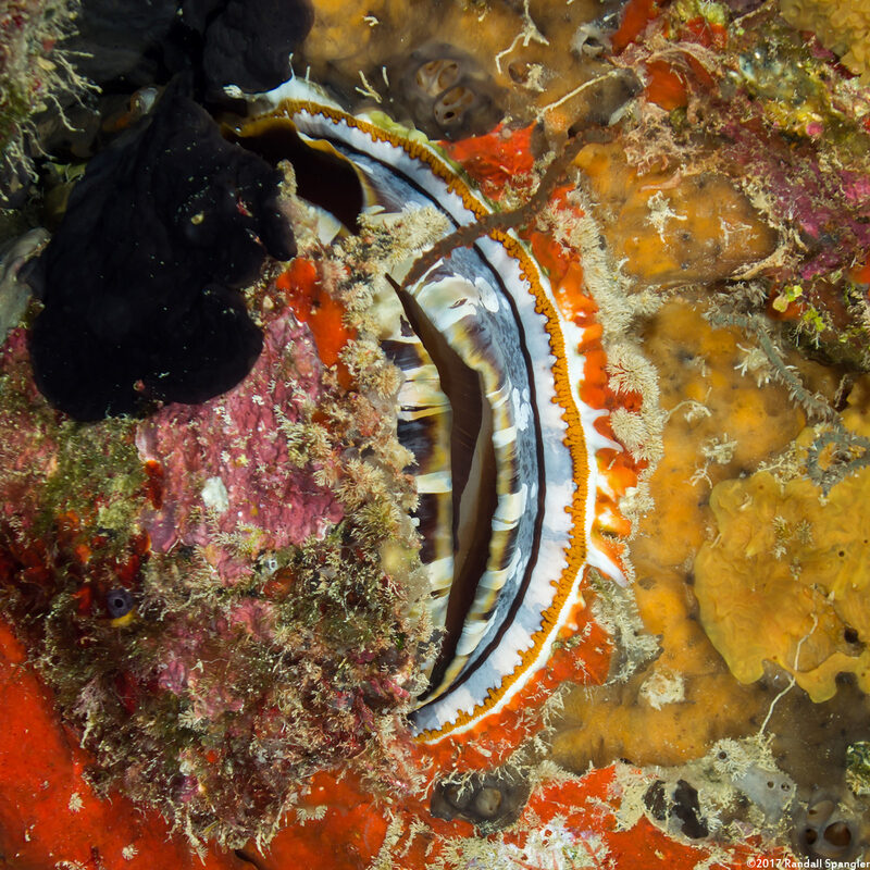 Spondylus varius (Variable Thorny Oyster)