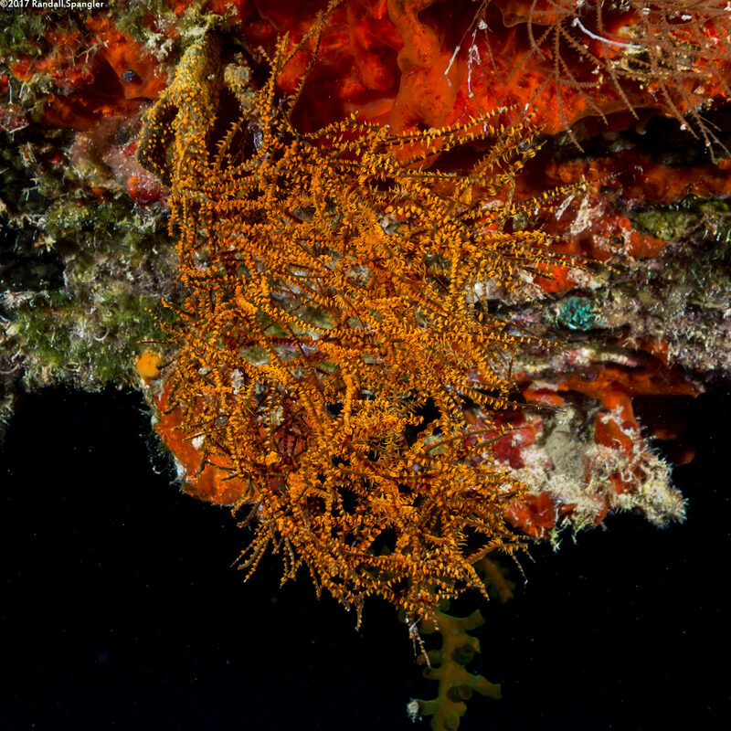 Antipathes sp.2 (Antipathes sp.2)