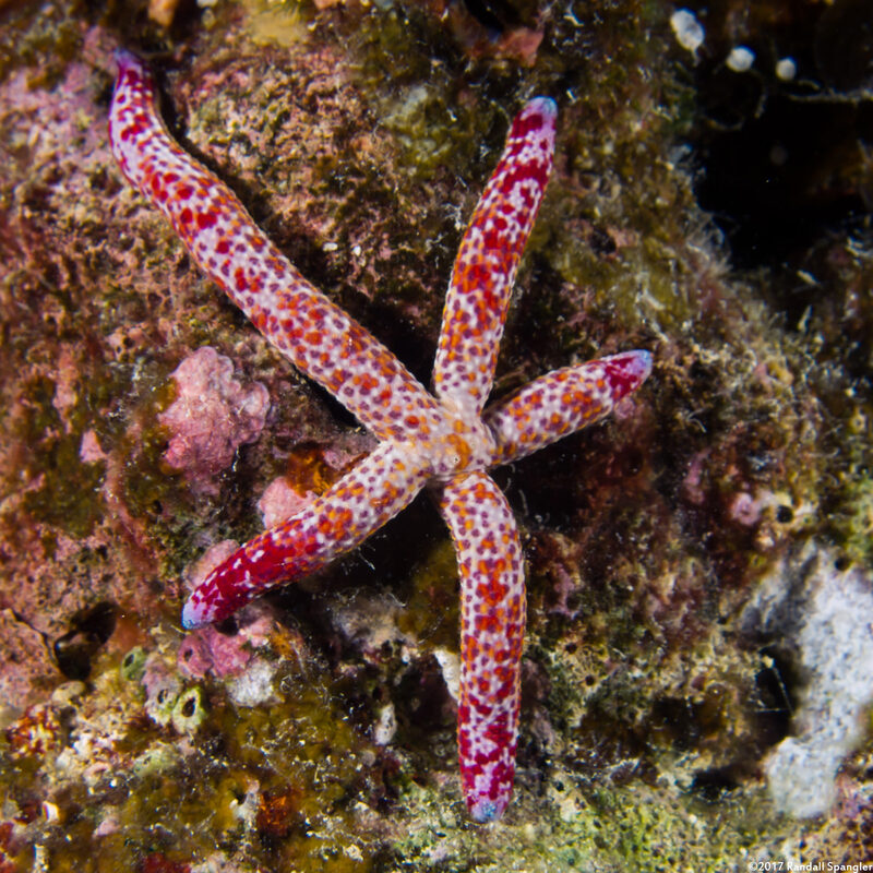 Linckia multifora (Multipore Sea Star)