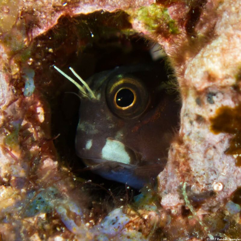 Ecsenius bicolor (Bicolor Coralblenny)