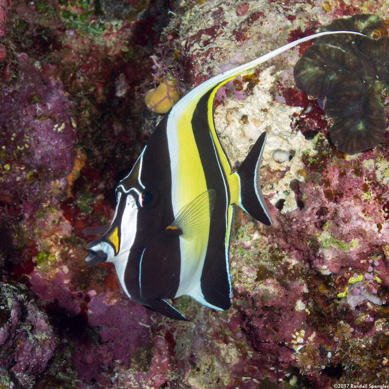 Zanclus cornutus (Moorish Idol)