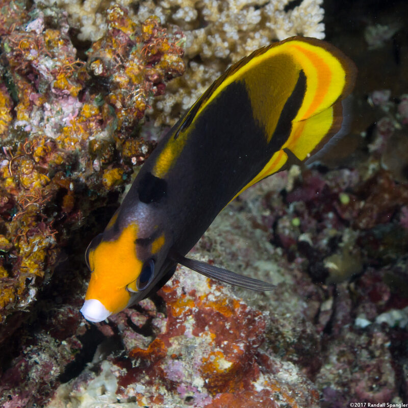 Chaetodon flavirostris (Black Butterflyfish)