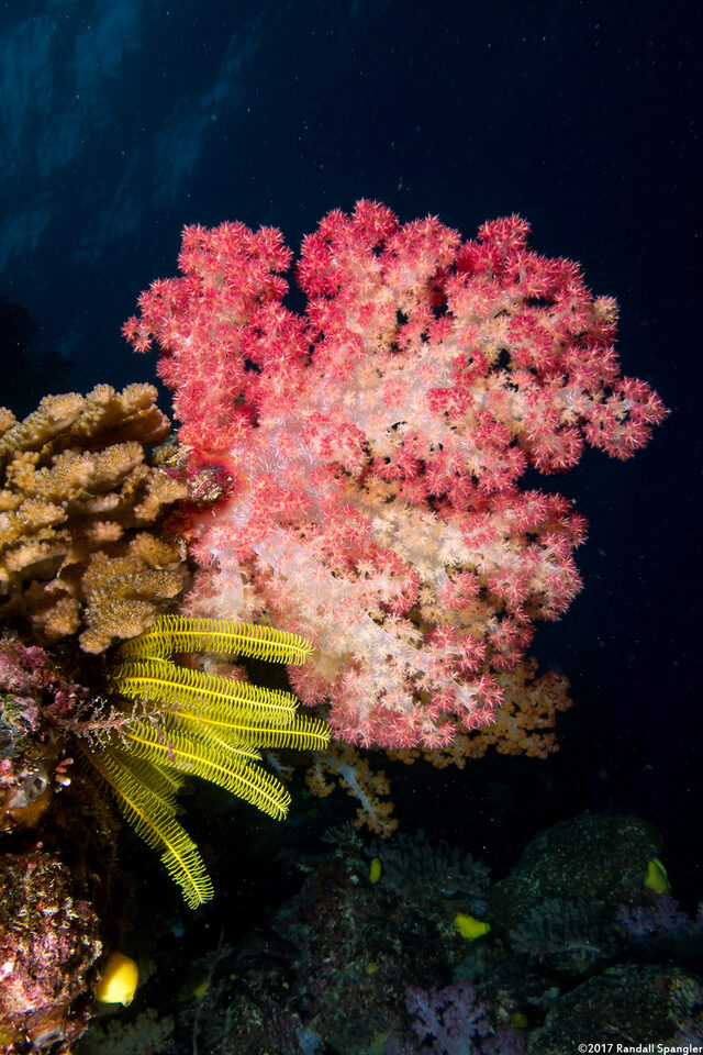 Dendronephthya sp.1 (Dendronephthya)