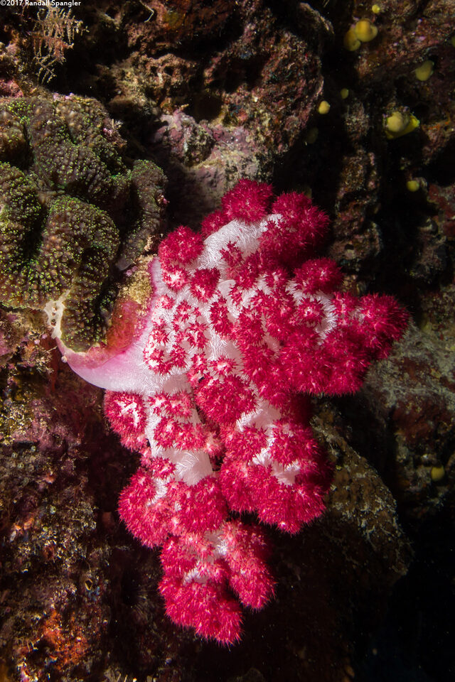 Dendronephthya sp.1 (Dendronephthya)