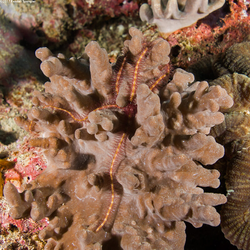 Ophiothrix purpurea (Dark Red-Spined Brittle Star)