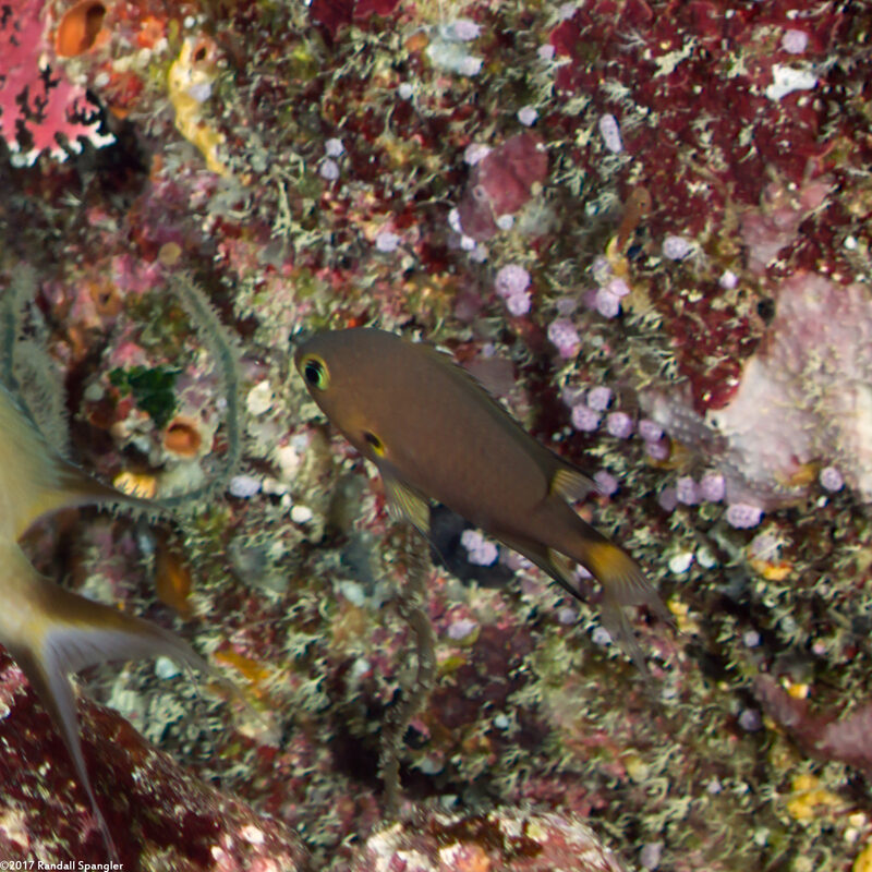 Chromis atripes (Darkfin Chromis)