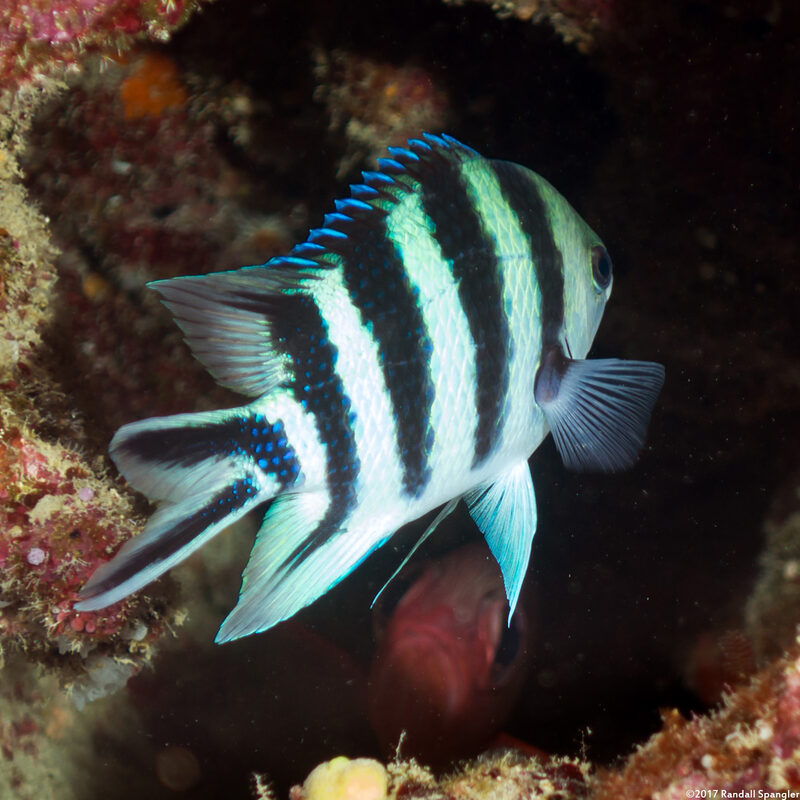 Abudefduf sexfasciatus (Scissortail Sergeant)