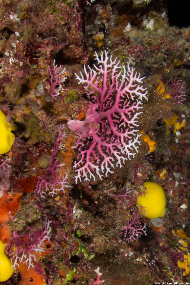 Stylaster gracilis (Pink Lace Coral)