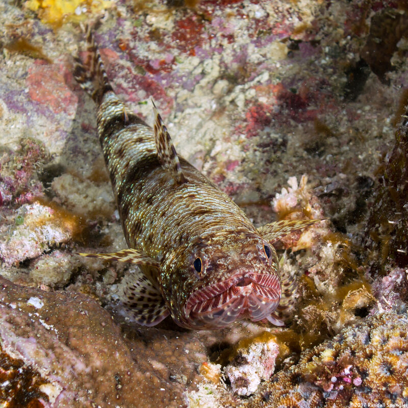 Saurida gracilis (Slender Lizardfish)