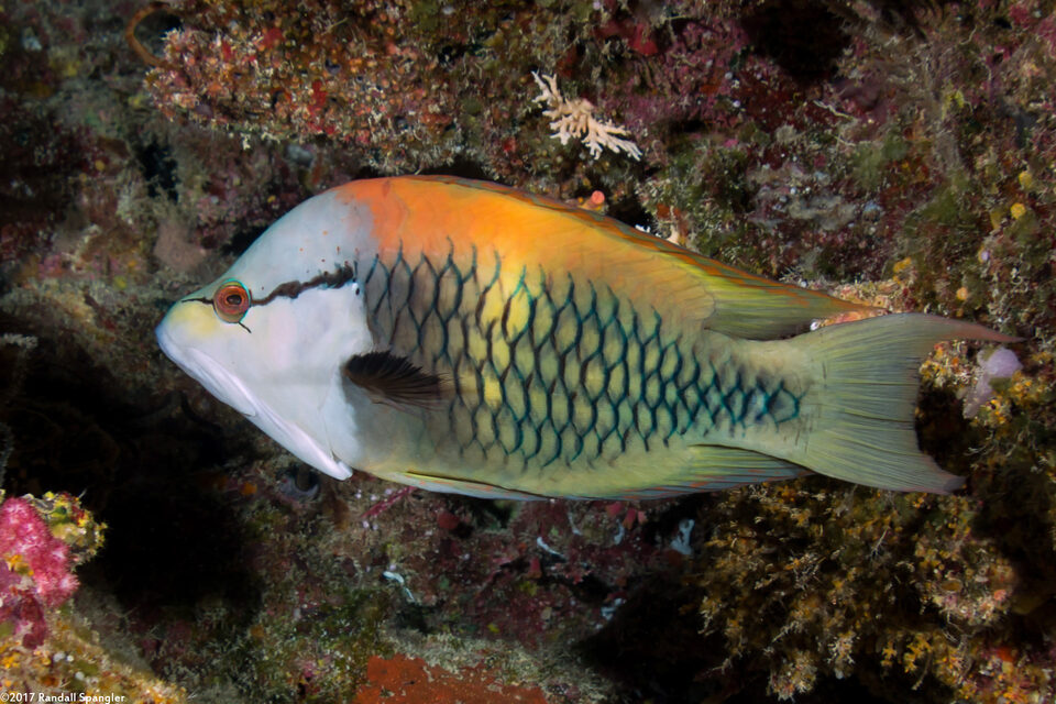 Epibulus insidiator (Slingjaw Wrasse)