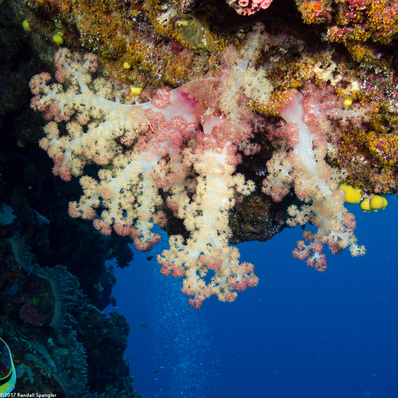 Dendronephthya sp.1 (Dendronephthya)
