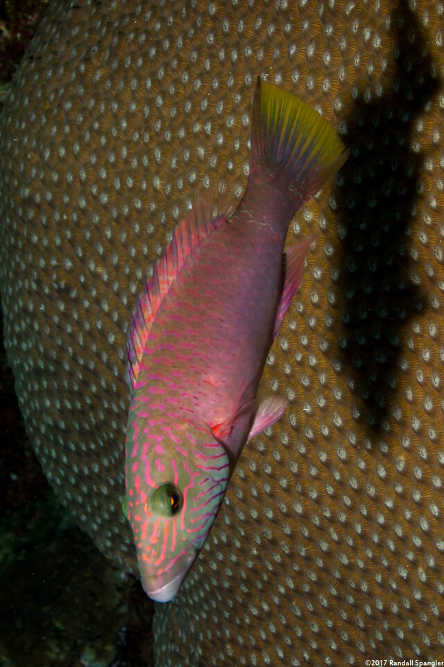 Oxycheilinus digramma (Cheek-Lined Wrasse)