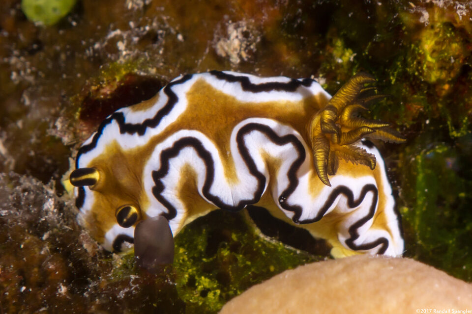 Doriprismatica sibogae (Doriprismatica Sibogae)