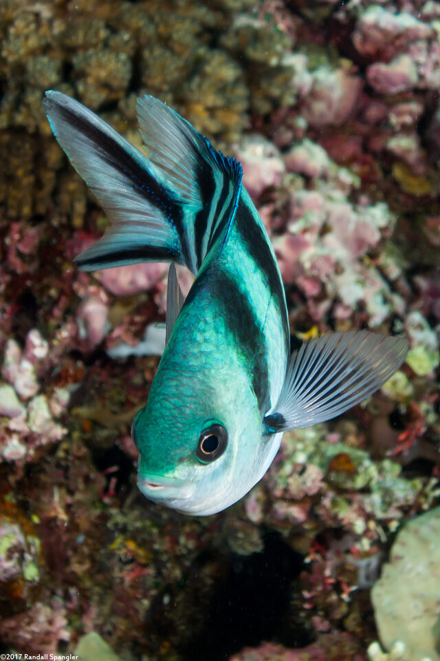 Abudefduf sexfasciatus (Scissortail Sergeant)