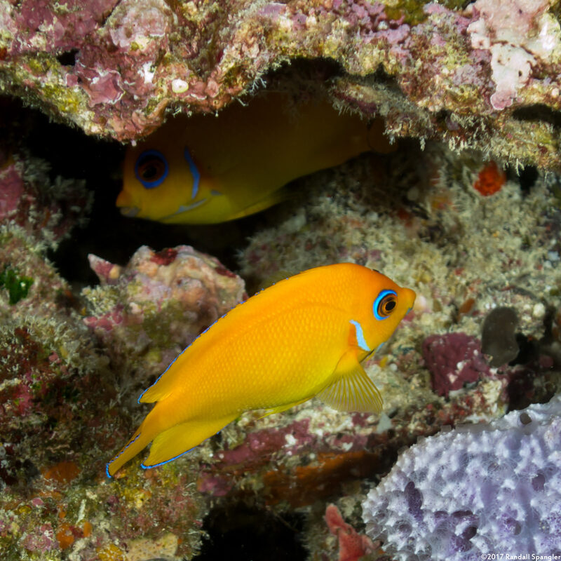 Centropyge flavissima (Lemonpeel Angelfish)