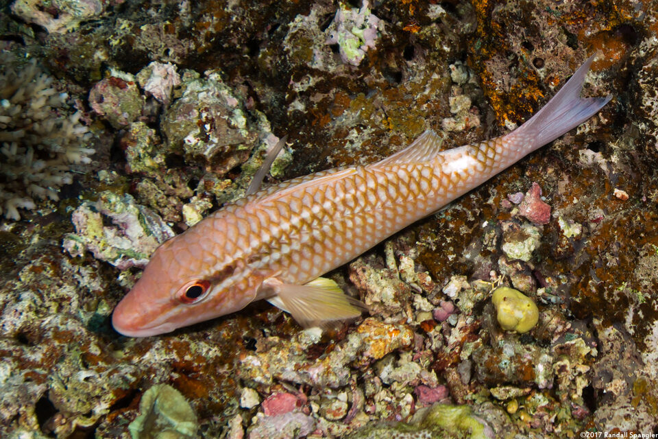 Parupeneus ciliatus (Cardinal Goatfish)