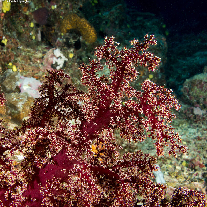 Siphonogorgia sp.2 (Siphonogorgia sp.2)