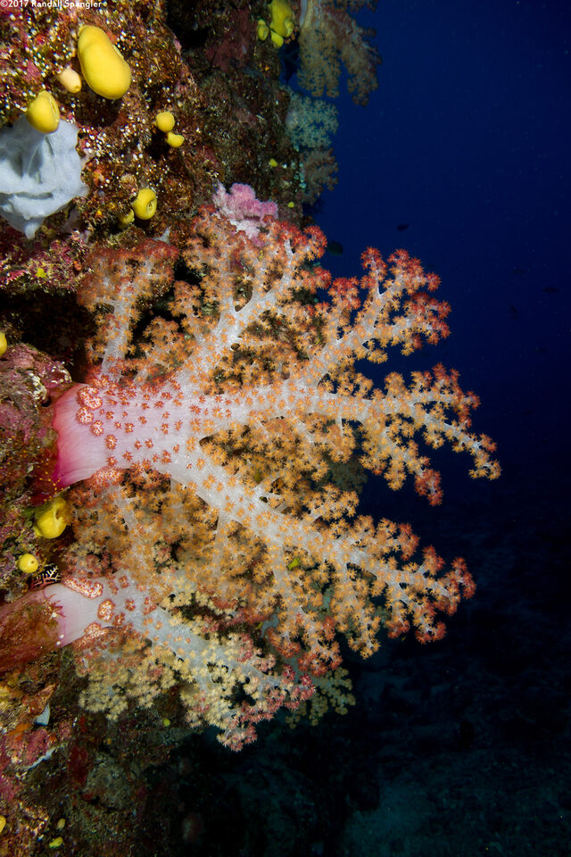 Dendronephthya sp.1 (Dendronephthya)