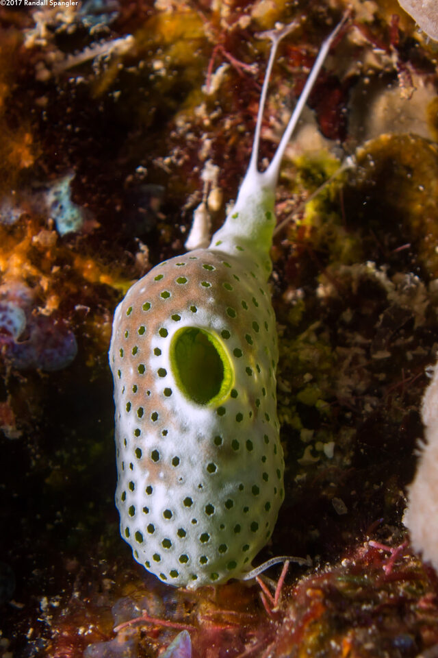 Atriolum robustum (Robust Sea Squirt)