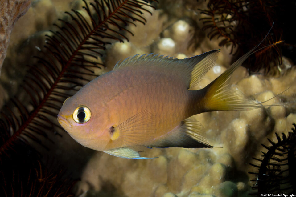 Chromis atripes (Darkfin Chromis)
