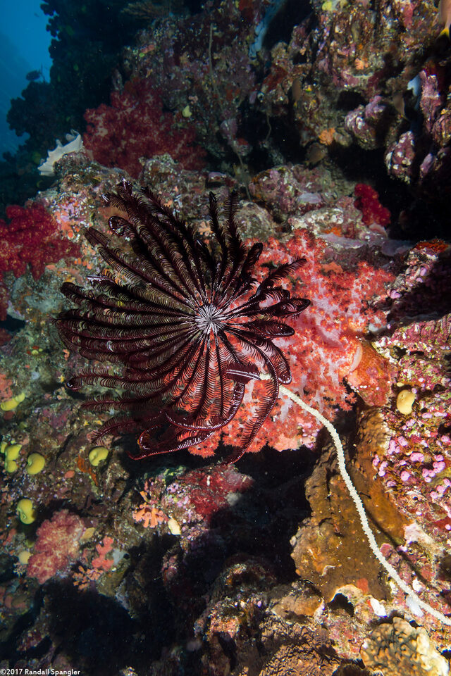 Cenometra bella (Beautiful Feather Star)