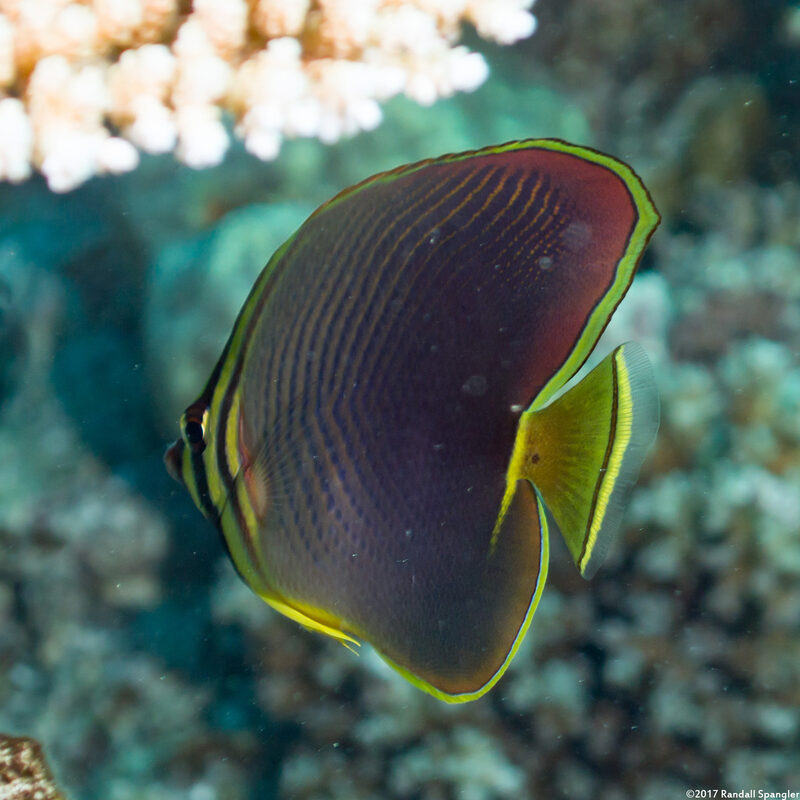 Chaetodon baronessa (Eastern Triangular Butterflyfish)