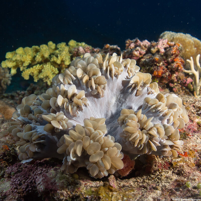 Plerogyra sinuosa (Pearl Bubble Coral)