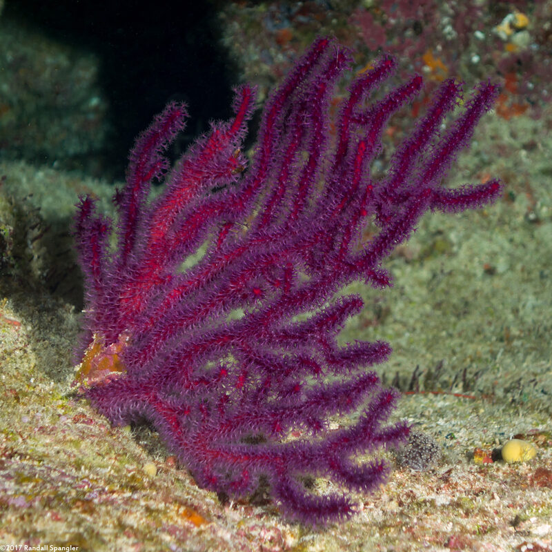 Menella sp.1 (Menella sp.1)