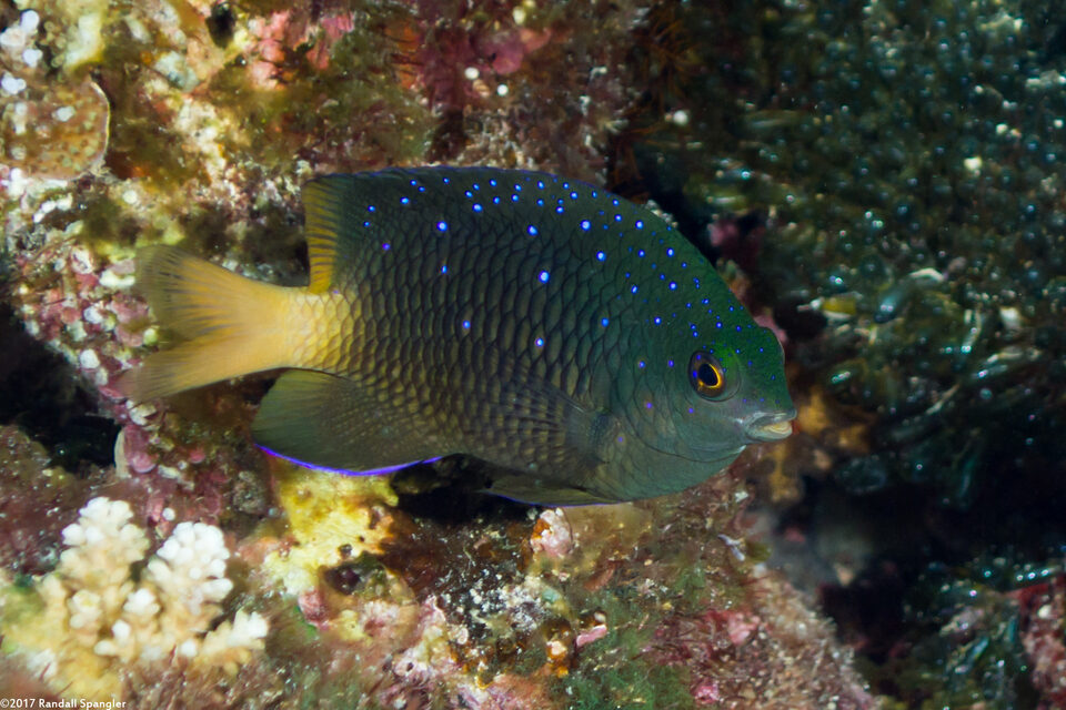 Plectroglyphidodon lacrymatus (Jewel Damsel)