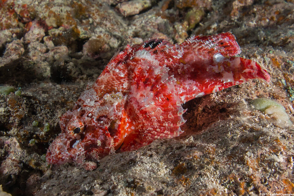 Scorpaenopsis papuensis (Papuan Scorpionfish)