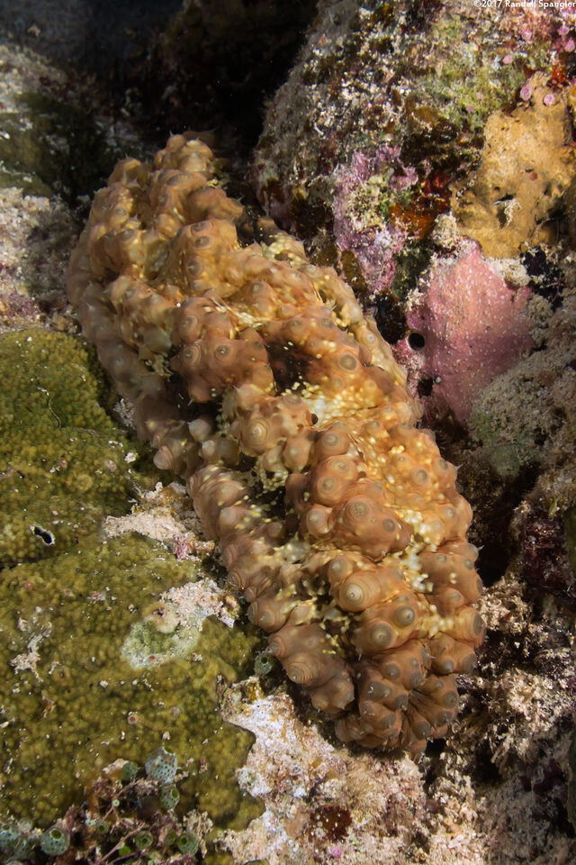Holothuria cf. impatiens (Impatient Sea Cucumber)