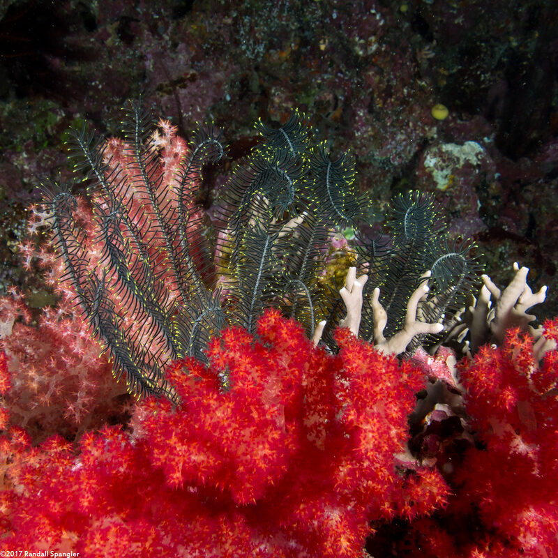 Comanthus suavia (Crevice Feather Star)