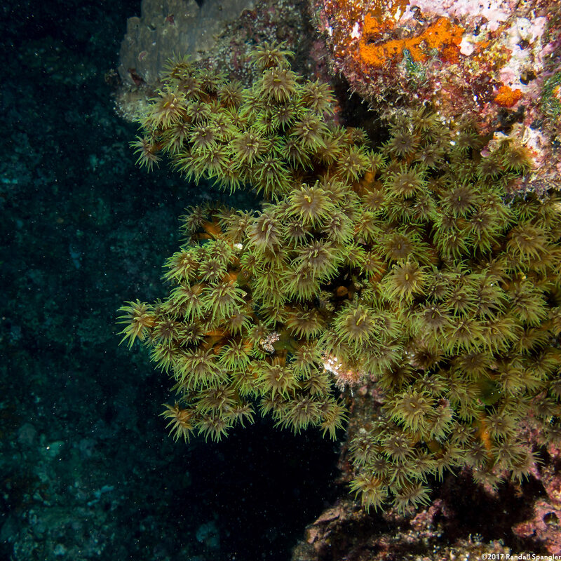 Tubastraea micranthus (Black Sun Coral)