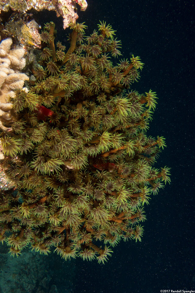Tubastraea micranthus (Black Sun Coral)