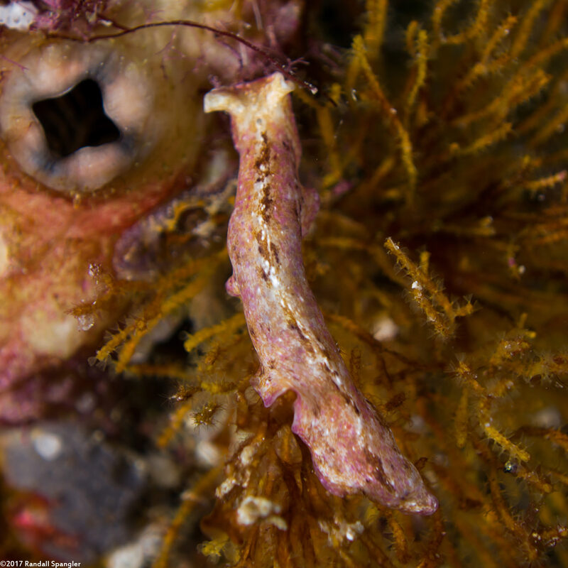 Pseudoceros goslineri (Gosliner's Flatworm)