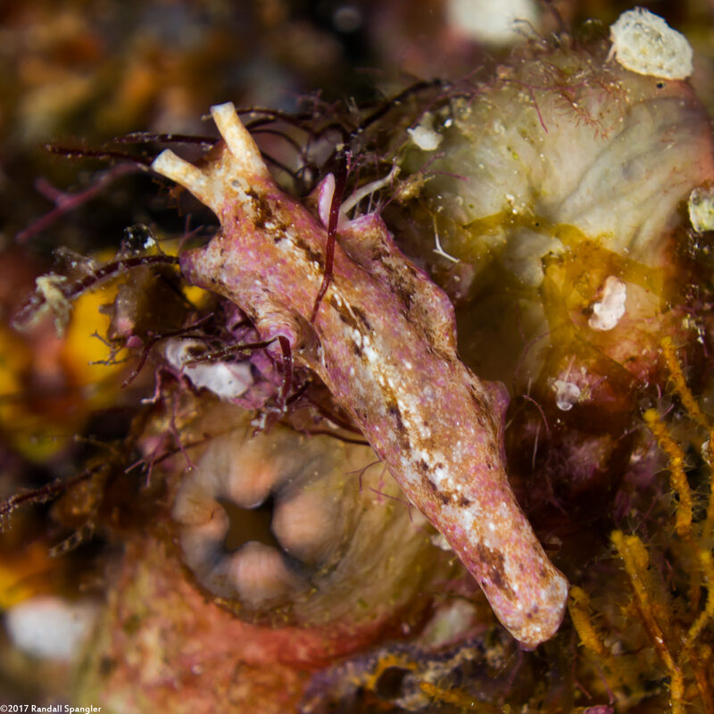 Pseudoceros goslineri (Gosliner's Flatworm)