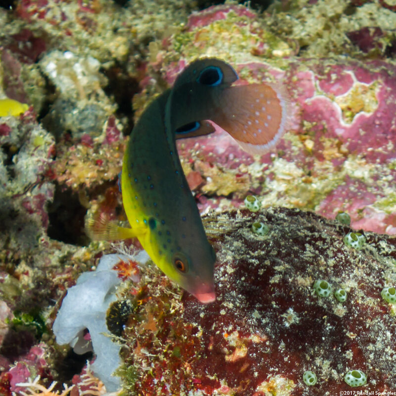 Anampses twistii (Yellow-Breasted Wrasse)