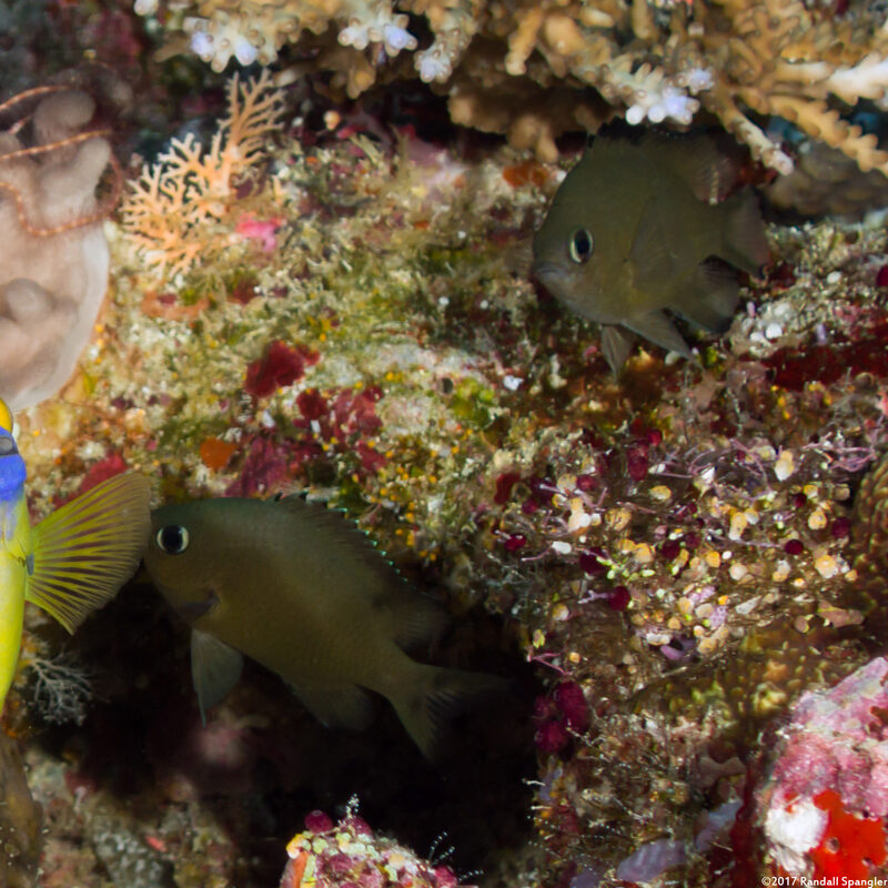 Chromis lepidolepis (Scaly Chromis)