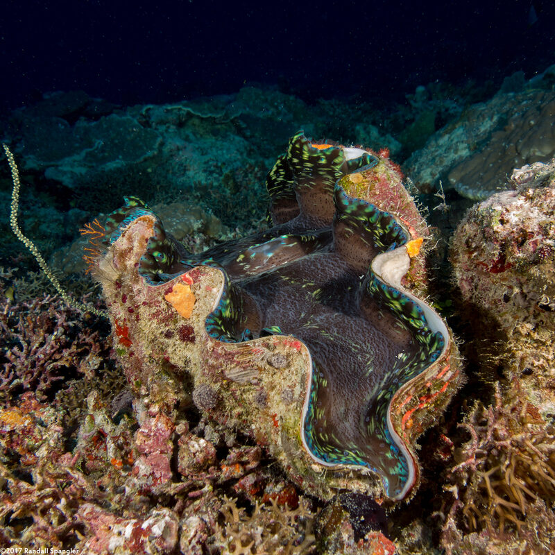 Tridacna maxima (Maxima Giant Clam)