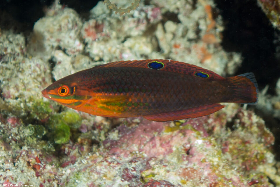 Halichoeres biocellatus (Doublespot Wrasse)
